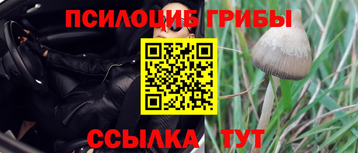 Псилоцибиновые грибы Psilocybe Краснокаменск